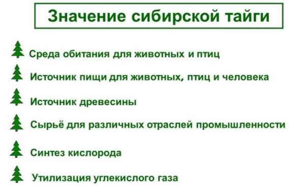 Доклад: Промышленное освоение лесных ресурсов тайги